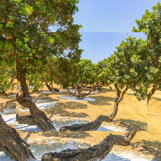 mastic gum trees