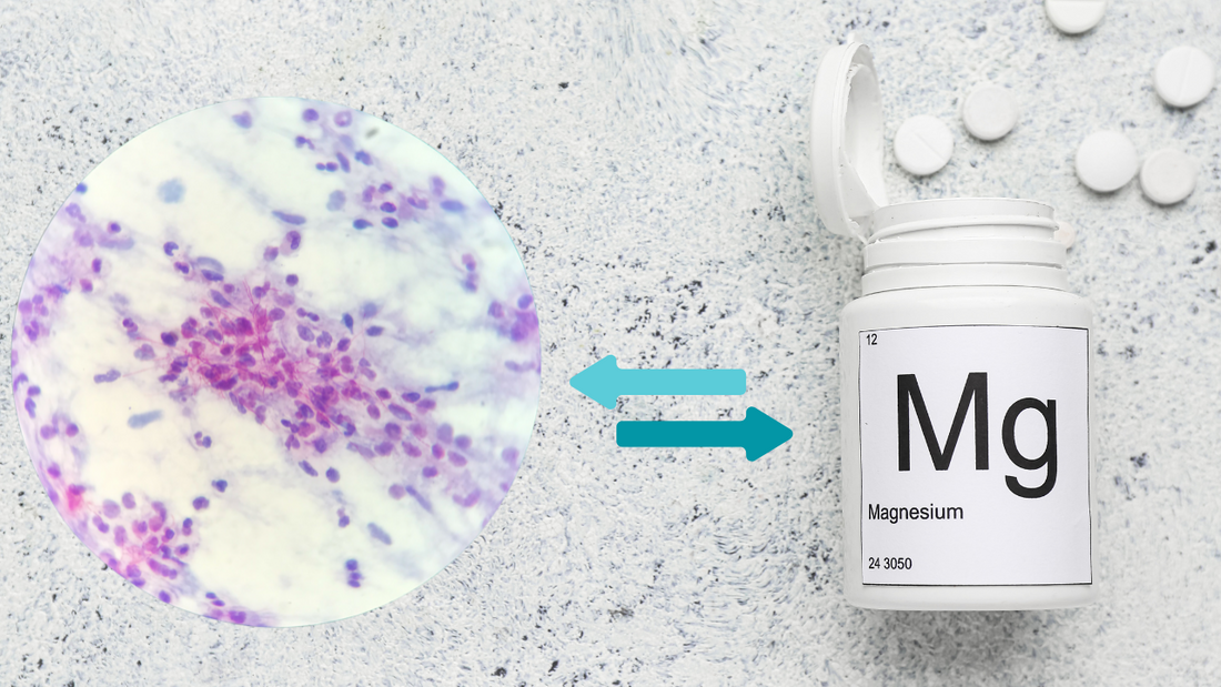 magnesium candida connection