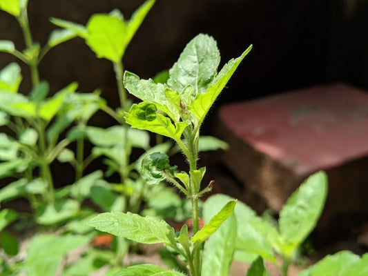 tulsi is a powerful herbal plant for medicinal purposes. tulsi supplements can be found on zuma nutrition's website.