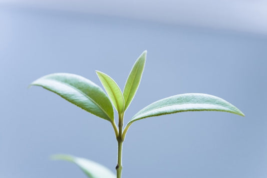 lemon myrtle anti-microbial and immune booster from zuma nutrition