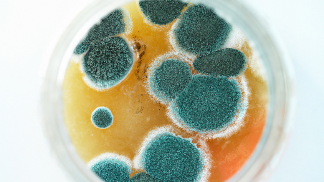 what are mycotoxins and how to cleanse them