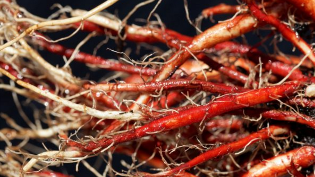 dan shen root
