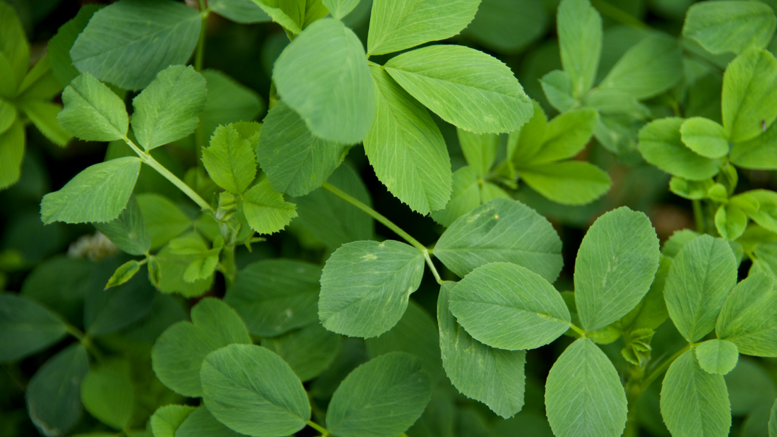 alfalfa leaf benefits