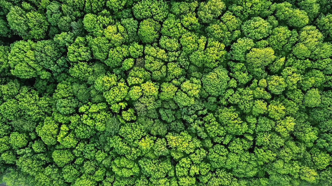 how to connect with nature while living in the city