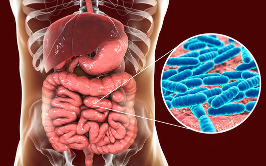 best probiotics for sibo