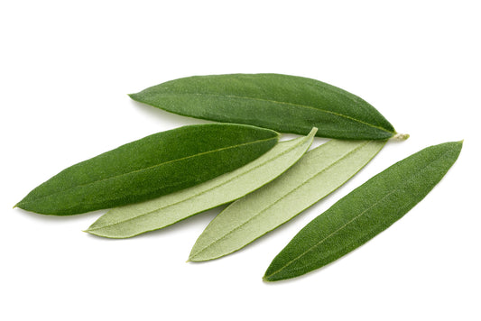 The Potential Health Benefits of Olive Leaf Extract: What Science Says