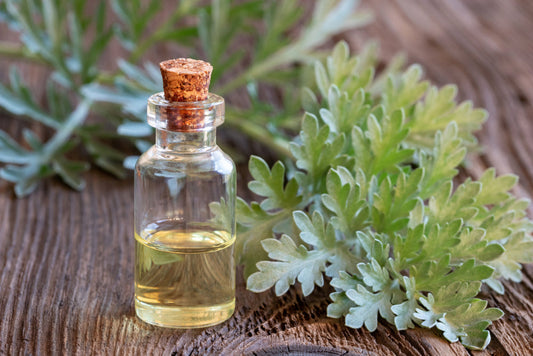 Sweet Wormwood on A table with Wormwood Oil Extract