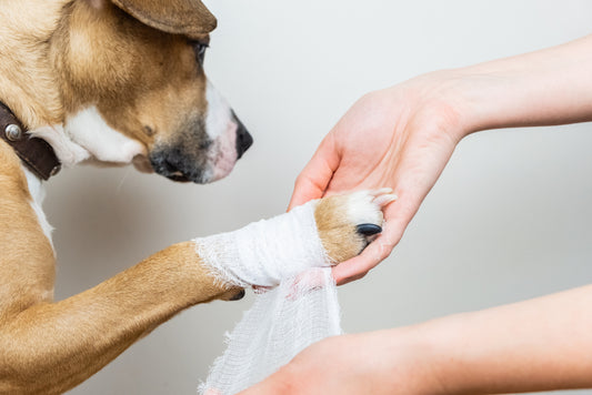taking care of pet wounds