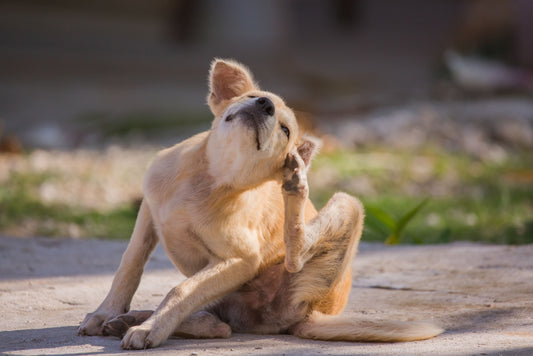 parasites in dogs