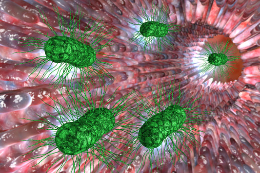 What Is the Difference Between Candida & SIBO?