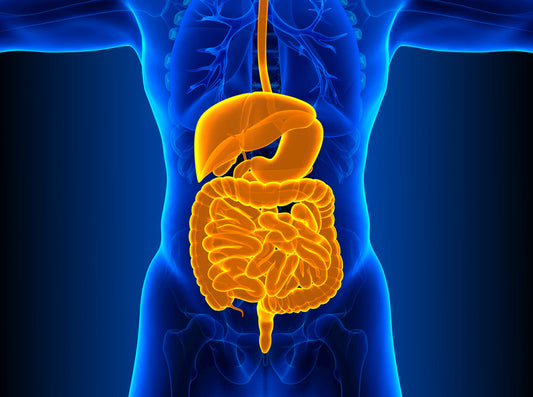 THE SIBO Diet: A 90-Day Guide to Support Gut Healing"