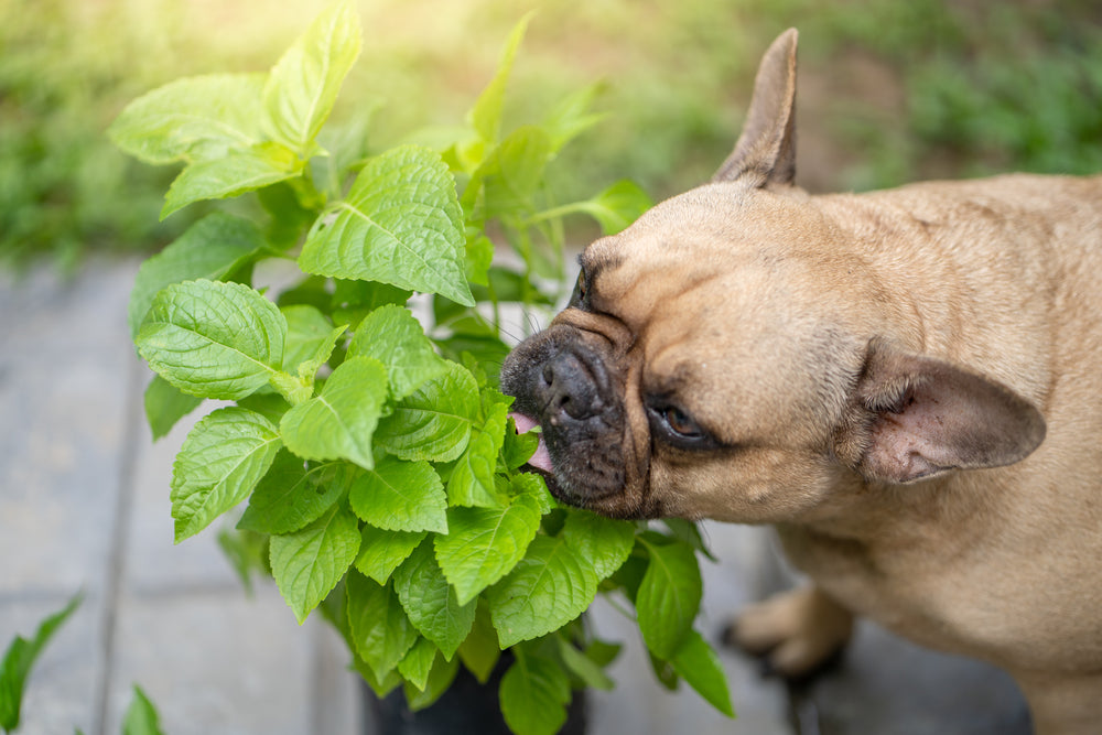 best herbs for dogs