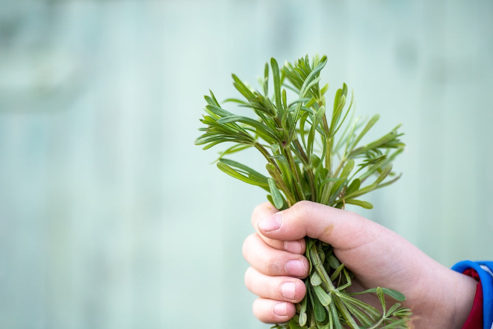 Cleavers Herb Benefits and Uses