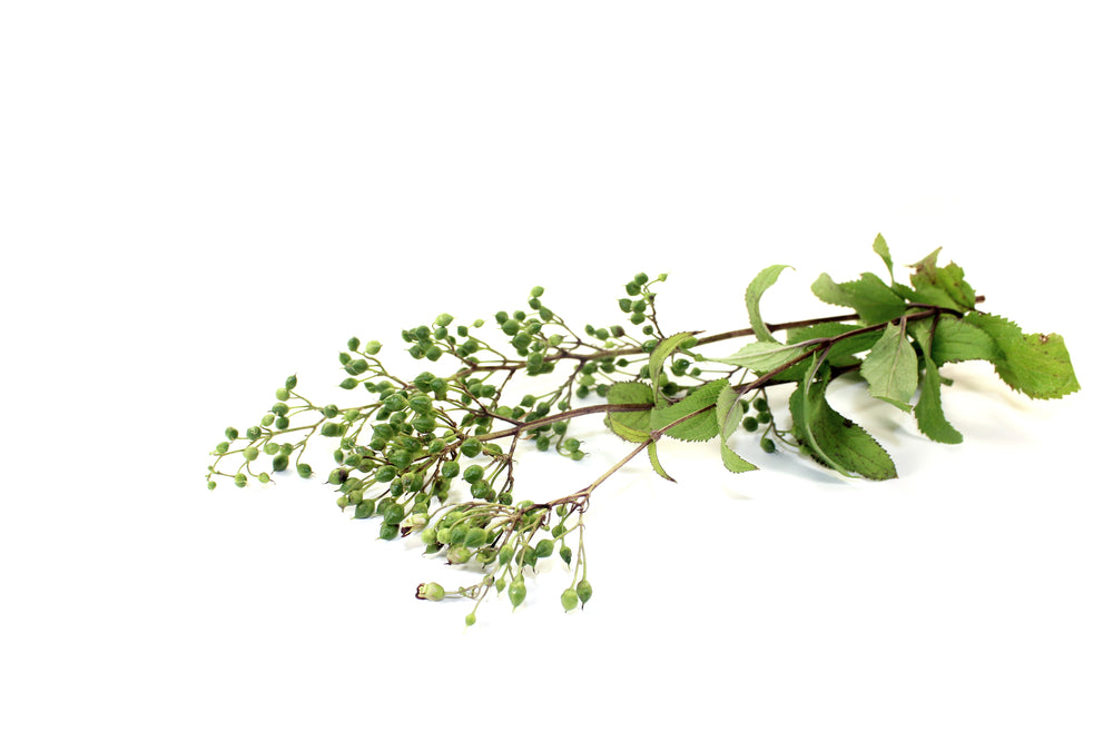 Figwort Root: Health Benefits and Medicinal Uses