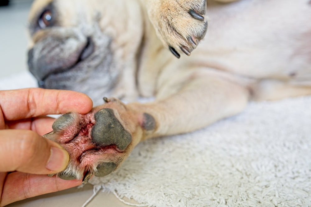 How To Cure Dog Paw Infection