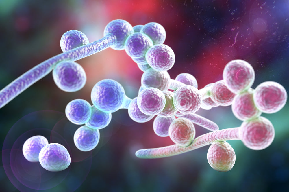 Best Natural Antifungal Dietary Supplements