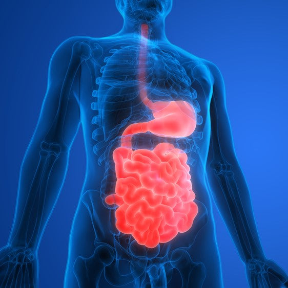Leaky Gut | Everything You Need to Know