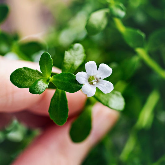 Water Hyssop Leaf: A Powerful Adaptogen