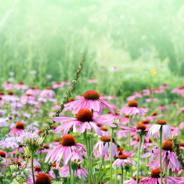 Echinacea Plant Health Benefits