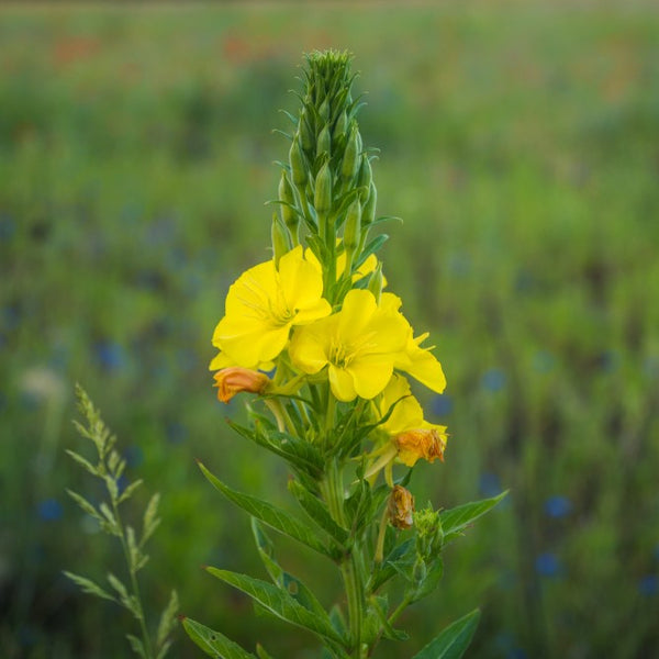 Evening Primrose All the Health Benefits