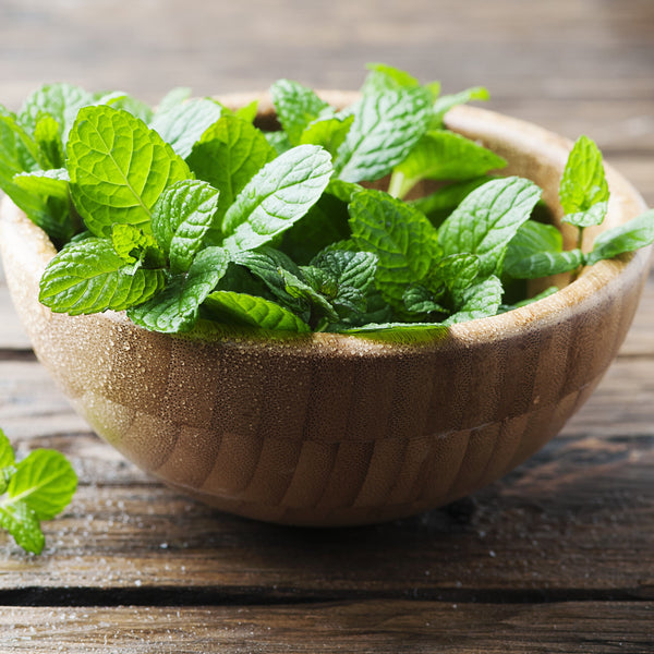 Peppermint Health Benefits Zuma Nutrition