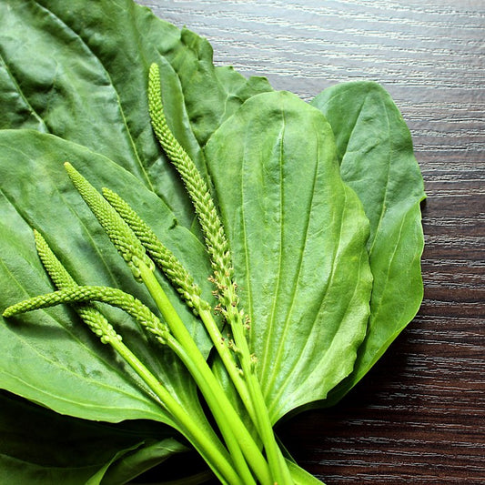Plantain Herb- All the Health Benefits