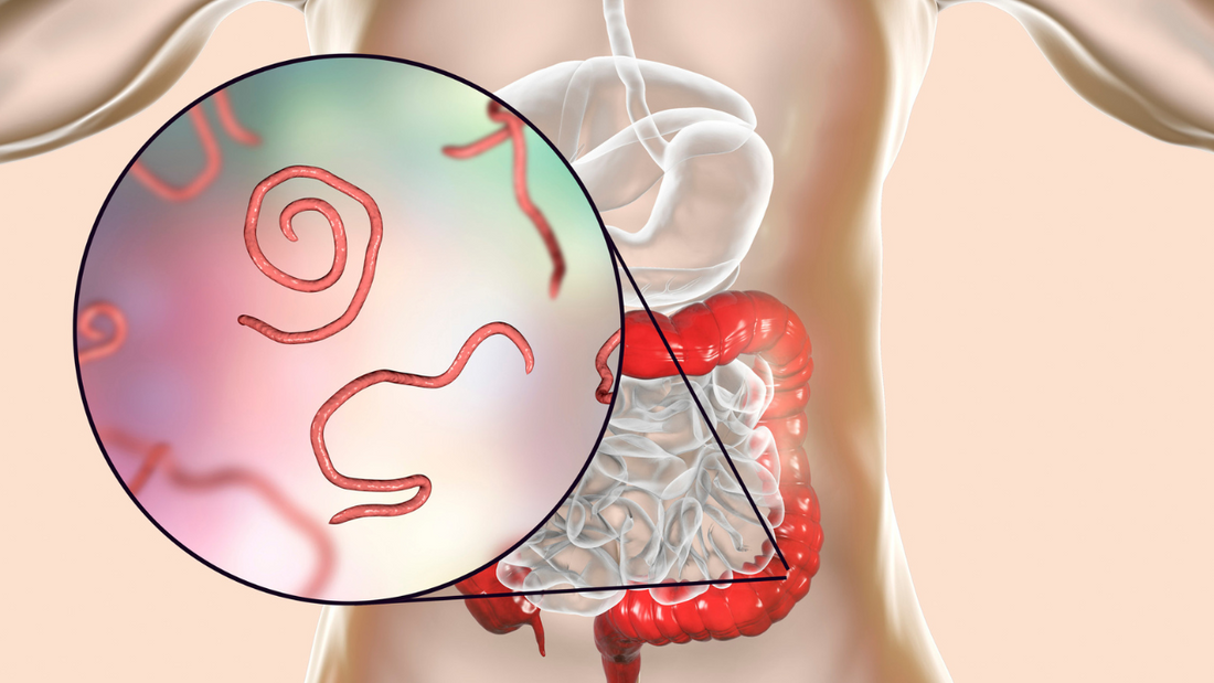 what are parasitic worms