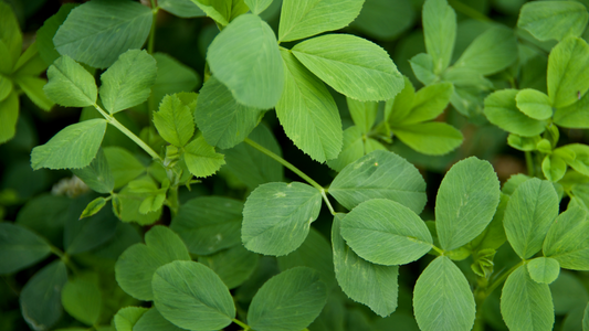 alfalfa leaf benefits