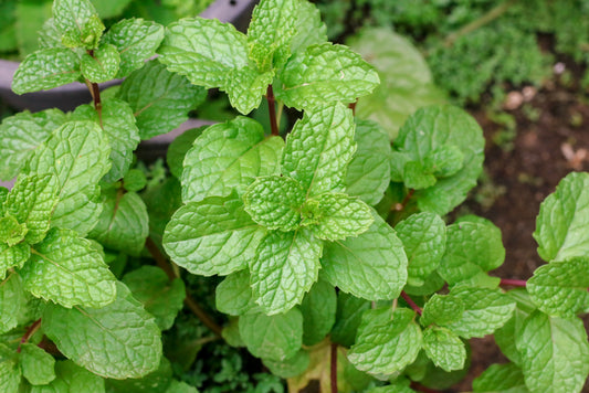 Top 5 Herbs for Detoxing the Lungs