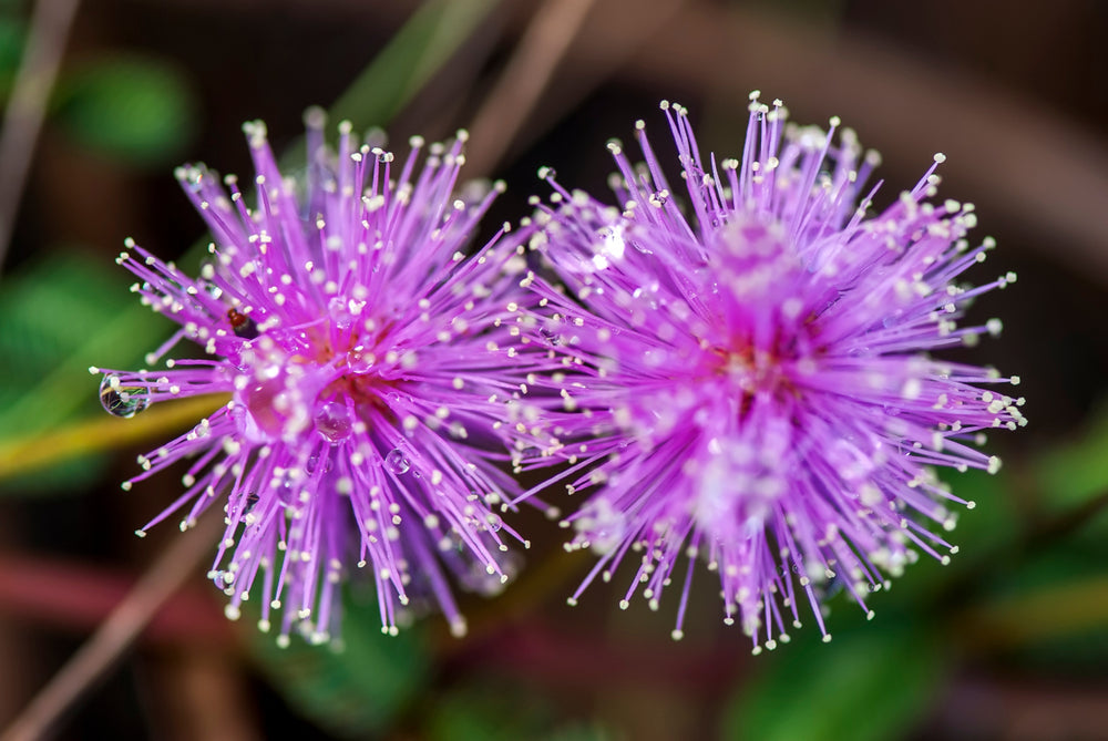 Mimosa Pudica for Parasites: Evidence & Safe Use Guide