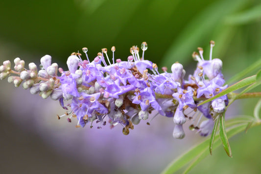 herbs for fertility