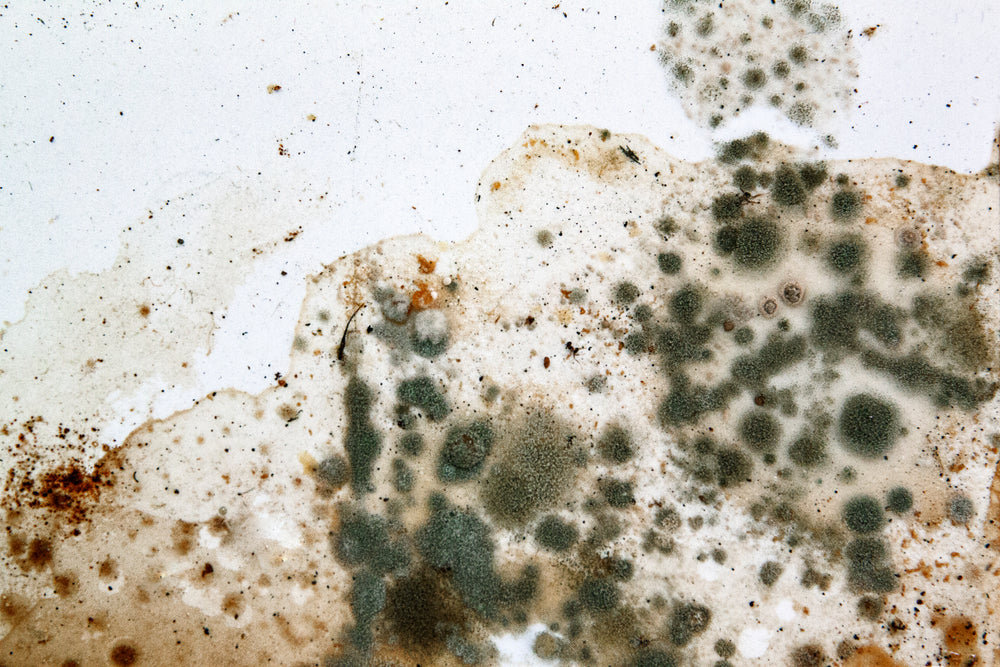 chaetomium
