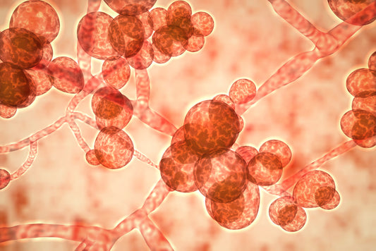 What are Candida Die Off Symptoms? How to Avoid Them