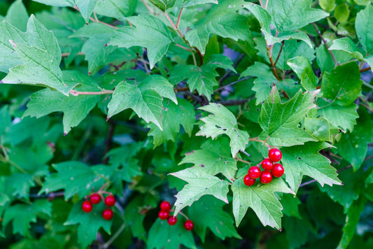 Cramp Bark: All the Health Benefits