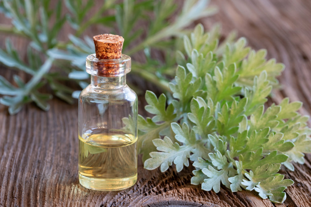 Sweet Wormwood on A table with Wormwood Oil Extract