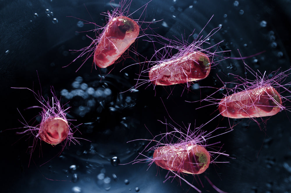 parasite vs virus