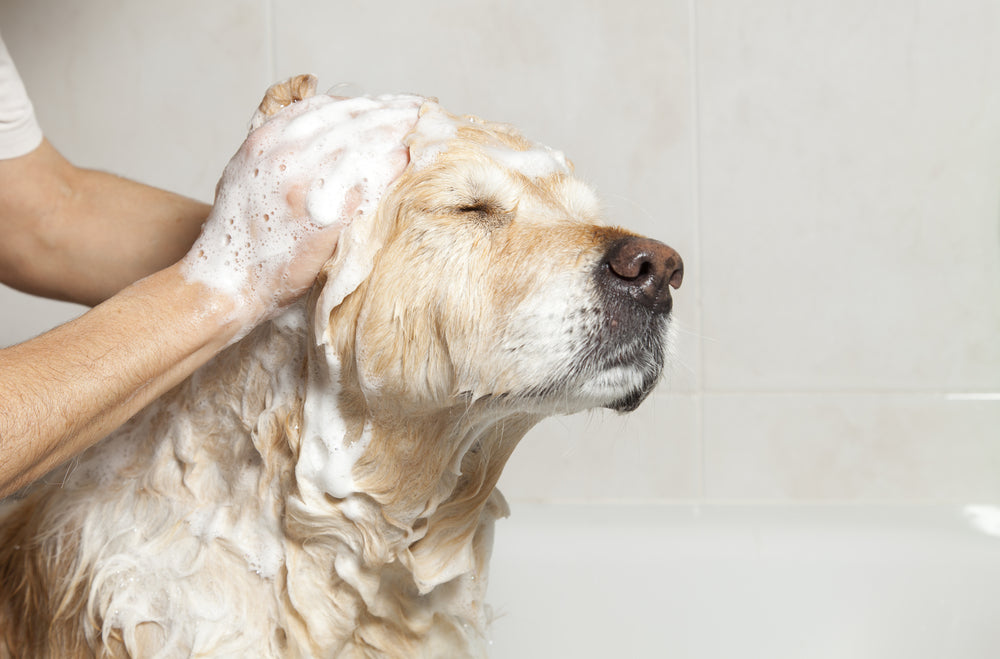 antifungal dog shampoo