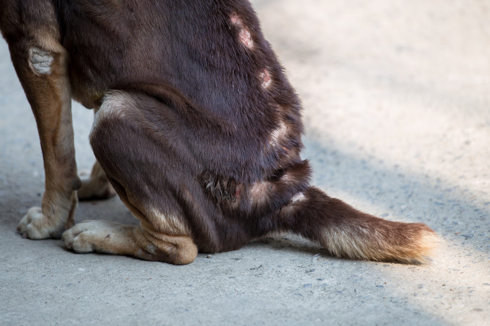fungal dog skin conditions