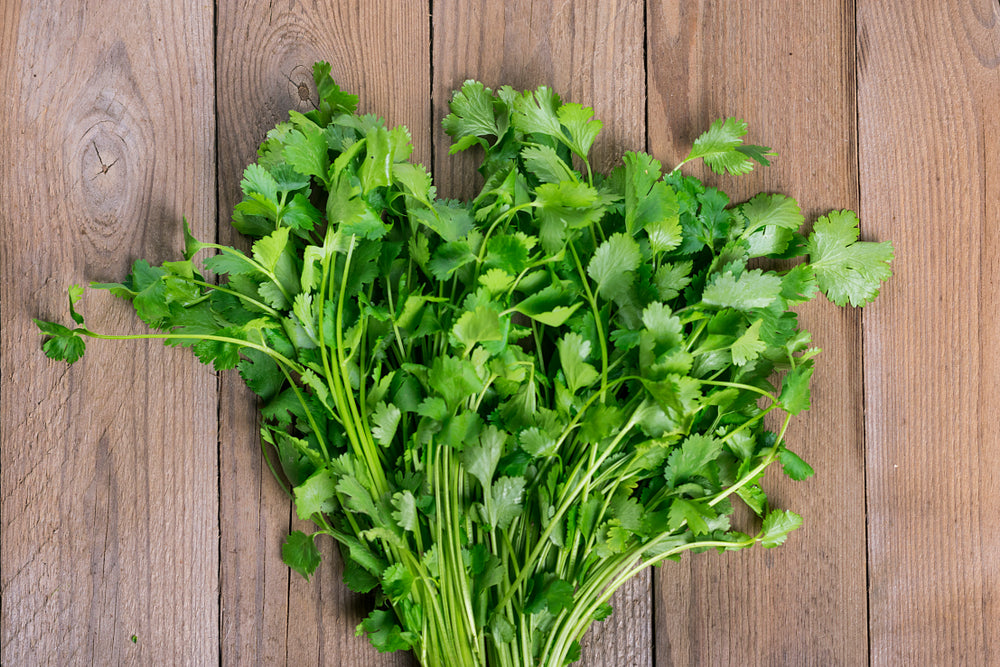 Cilantro Plant | Health Benefits and Heavy Metal Detoxification