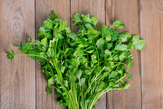 Cilantro Plant | Health Benefits and Heavy Metal Detoxification