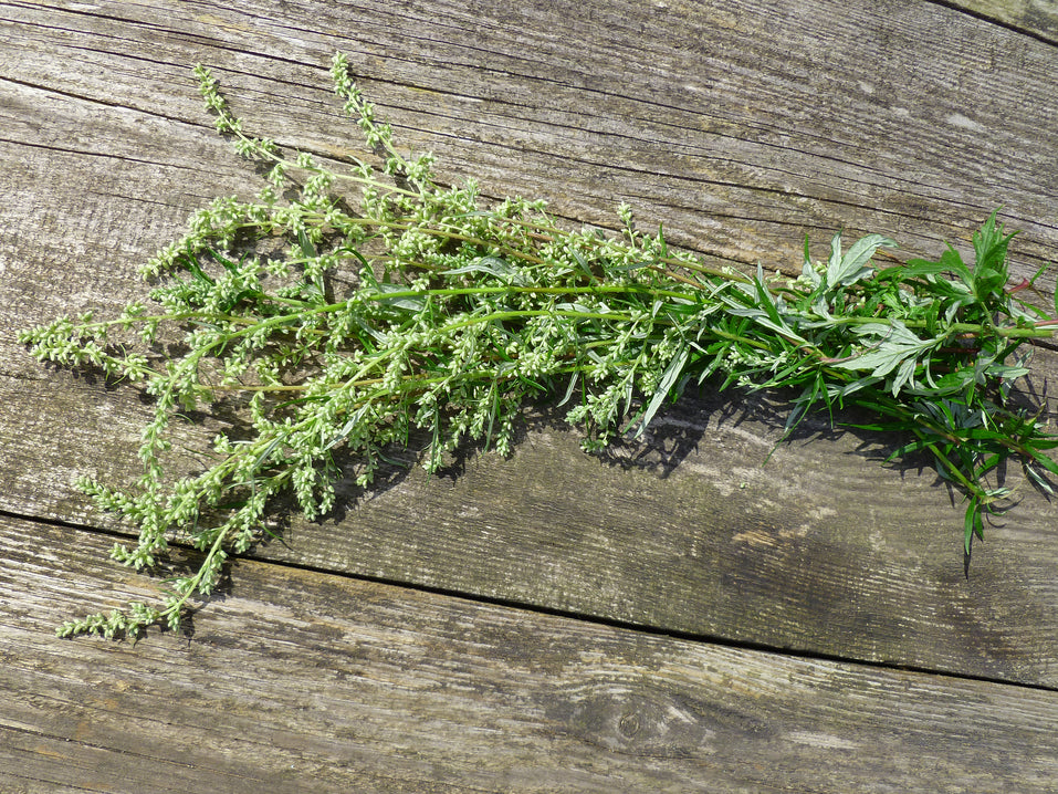 Sweet Wormwood Benefits: Traditional Uses, Herbal Actions & Side Effects