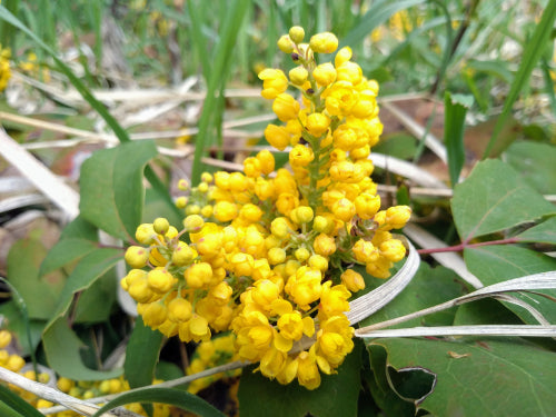 Oregon Grape Root Benefits and Uses