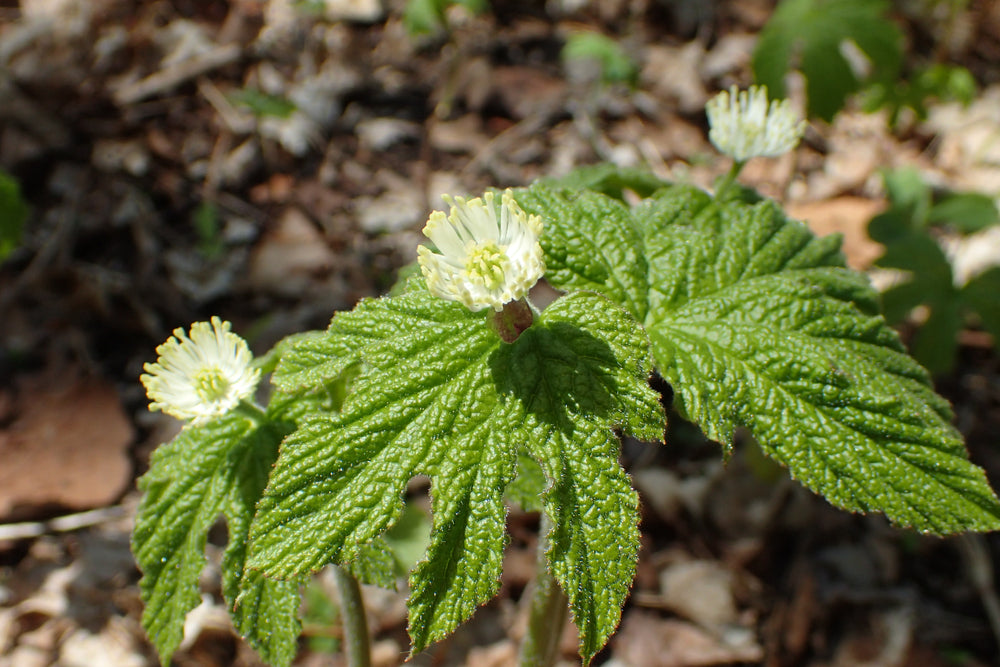 Top 7 Herbs for Killing Candida