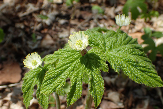 Top 7 Herbs for Killing Candida