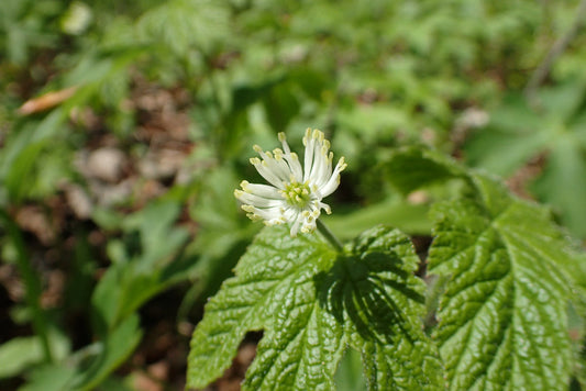 Goldenseal which contains natural occurring berberine