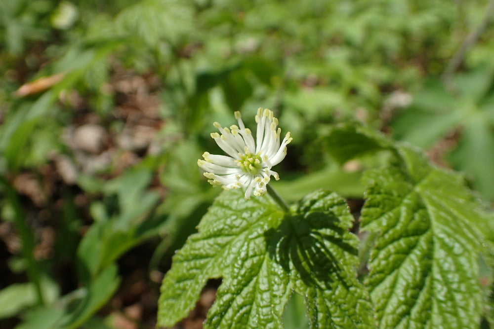 Goldenseal which contains natural occurring berberine