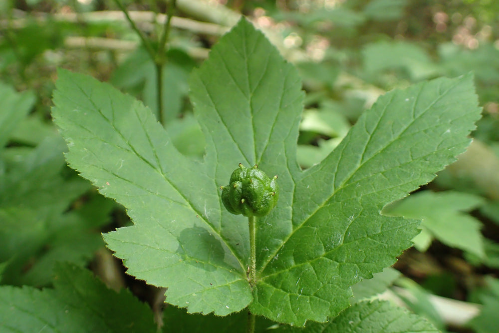 What Is Goldenseal? All the Health Benefits