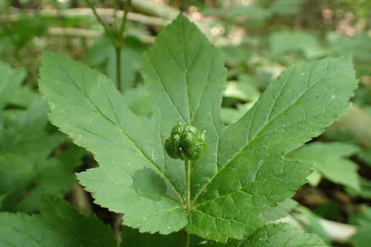 What Is Goldenseal? All the Health Benefits