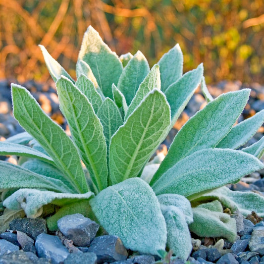 Mullein: All The Tricks of This Power Plant