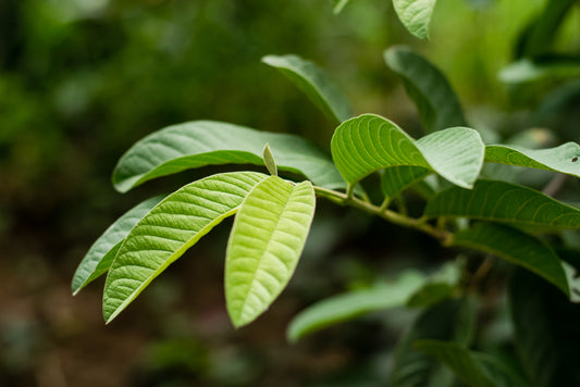 guava leaf benefits